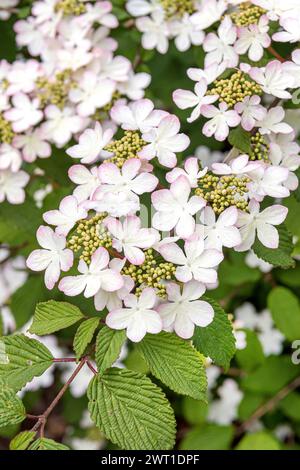 Doublefile viburnum (Viburnum plicatum "Pink Beauty", Viburnum plicatum Pink Beauty), fioritura, cultivar Pink Beauty Foto Stock