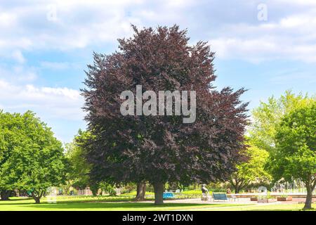 Faggio di rame (Fagus sylvatica 'Swat Magret', Fagus sylvatica Swat Magret), habitat della cultivar Swat Magret, Europa, Bundesrepublik Deutschland Foto Stock