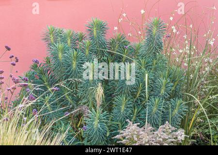 Grande spurba mediterranea (Euphorbia characias ssp. Wulfenii, Euphorbia wulfenii), foglie Foto Stock