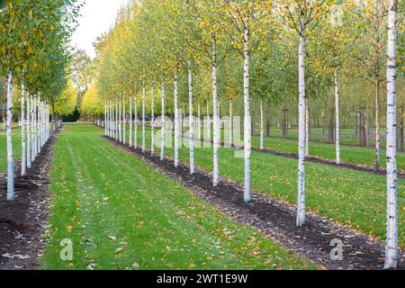 Betulla comune, betulla argentata, betulla bianca europea, betulla bianca (Betula pendula 'Zwitsers Glorie', Betula pendula Zwitsers Glorie, Betula alba), fila di alberi Foto Stock