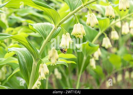 Il sigillo di salomano eurasiatico, il sigillo di Salomone, l'arpa di Davide, la scala verso il cielo, il sigillo di Salomone eurasiatico (Polygonatum multiflorum), che fiorisce di insetto, Euro Foto Stock