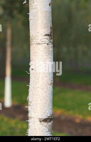 Betulla comune, betulla d'argento, betulla bianca europea, betulla bianca (Betula pendula 'Zwitsers Glorie', Betula pendula Zwitsers Glorie, Betula alba), corteccia di Foto Stock