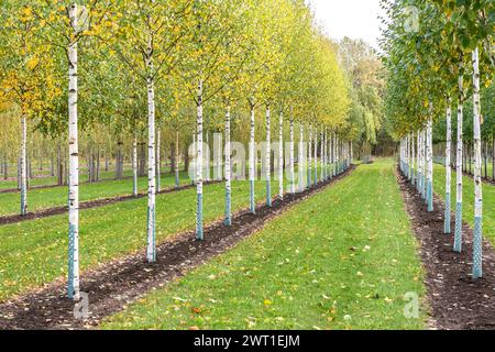 Betulla comune, betulla argentata, betulla bianca europea, betulla bianca (Betula pendula 'Zwitsers Glorie', Betula pendula Zwitsers Glorie, Betula alba), fila di alberi Foto Stock