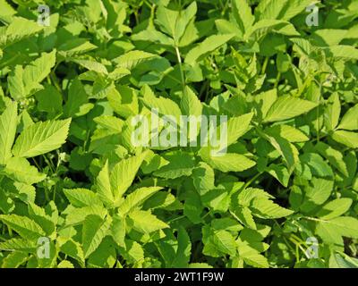 Giersch foglie, Aegopodium podagraria, primo piano Foto Stock