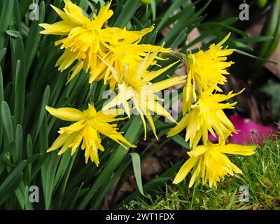 Fiori completamente gialli doppi del bulbo di narcisi in fiore primaverile, Narcissus "Rip van Winkle" Foto Stock