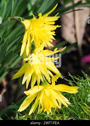 Fiori completamente gialli doppi del bulbo di narcisi in fiore primaverile, Narcissus "Rip van Winkle" Foto Stock