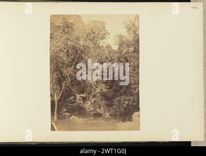 Paesaggio forestale. Sir John Joscelyn Coghill, fotografo (irlandese, 1826 - 1905) intorno agli anni '1850 Una vista panoramica di una fitta foresta. (Recto, montaggio) in alto a destra, matita: "142"; Foto Stock