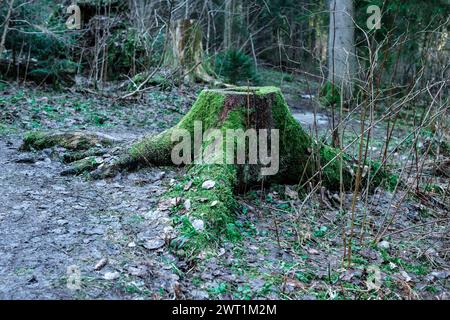 Immergiti nelle meraviglie naturali di Amatas Dabas Taka, dove il canto del fiume è accompagnato dalla maestosità silenziosa delle scogliere. Foto Stock