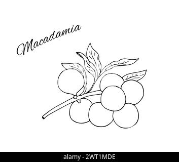 Ramo di Macadamia disegnato a mano con noci e foglie. Illustrazione botanica vettoriale. Noci di macadamia. Illustrazione Vettoriale