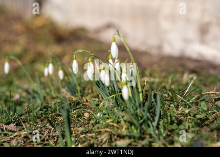 Le nevicate nei prati della Lettonia simboleggiano la speranza, mentre la natura si risveglia dal suo sonno invernale. Foto Stock