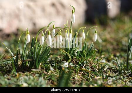 Nell'abbraccio primaverile della Lettonia, le gocce di neve tappezzano la terra con sfumature delicate Foto Stock