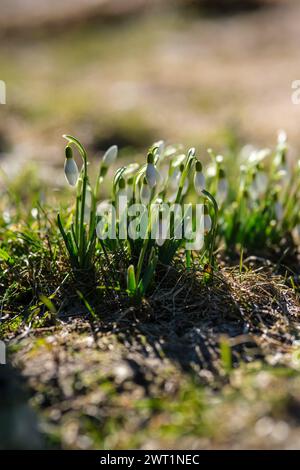 Le nevi fioriscono tra le foreste della Lettonia, un segno che la primavera ha gettato il suo incantesimo Foto Stock