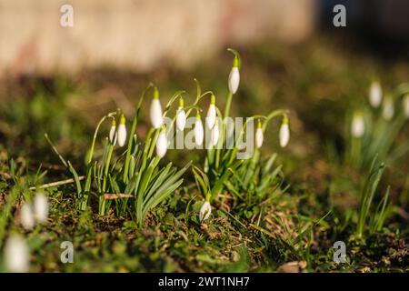 I prati della Lettonia esplodono con la delicata bellezza delle nevicate, uno spettacolo da vedere in primavera Foto Stock