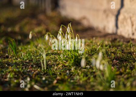 Mentre le nevicate ondeggiano nei campi della Lettonia, cantano una dolce serenata dell'arrivo della primavera. Foto Stock