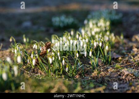 La sinfonia della natura inizia con la delicata melodia delle gocce di neve nell'aria primaverile della Lettonia Foto Stock