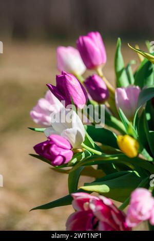 Una mattinata dorata rivela tulipani in piena fioritura, i loro colori brillano contro la tela della luce del sole Foto Stock