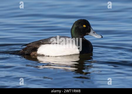 Drake Scaup sull'acqua Foto Stock