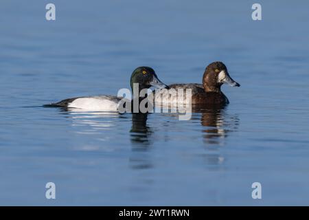 Un paio di Scaup sull'acqua Foto Stock
