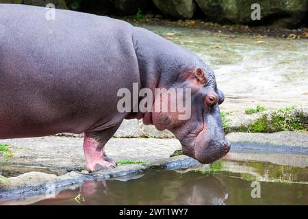 Hippopotamus al Taman Safari Indonesia a Cisarua, Bogor, Giava occidentale, Indonesia. Foto Stock