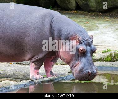 Hippopotamus al Taman Safari Indonesia a Cisarua, Bogor, Giava occidentale, Indonesia. Foto Stock