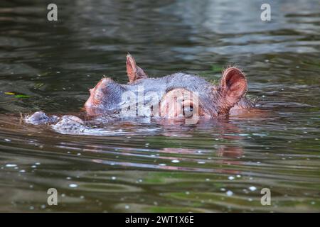 Hippopotamus al Taman Safari Indonesia a Cisarua, Bogor, Giava occidentale, Indonesia. Foto Stock