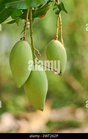 Frutta verde di mango sull'albero in giardino Foto Stock