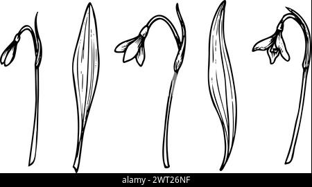 Illustrazione vettoriale delle gocce di neve. Fiori primaverili in fiore. Disegno lineare dipinto da inchiostri neri su sfondo isolato. Set floreale di piante in stile contorno. Fascio botanico con erbe e foglie. Illustrazione Vettoriale