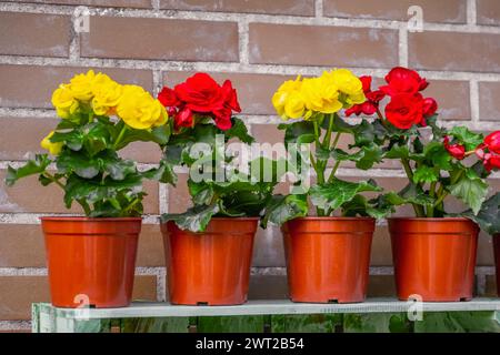 Colorate begonia rossa e gialla sugli scaffali del giardino contro un muro di mattoni. Foto Stock