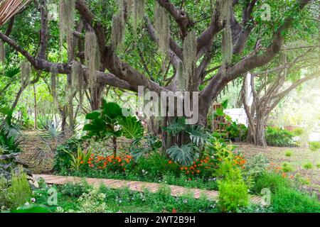 Piantate Tillandsia Usneoides nel giardino naturale su un esotico albero tropicale ficus in una palude umida della giungla. Foto Stock