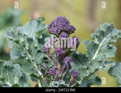 Primo piano dei primi broccoli viola germogliati in primavera, Regno Unito Foto Stock