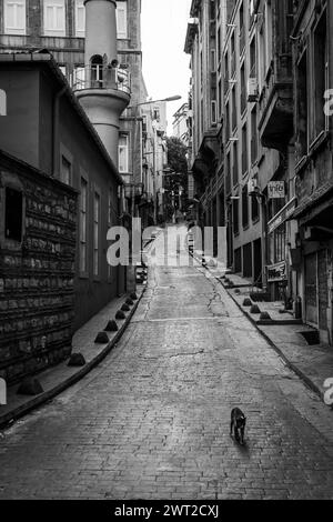 Un gatto randagio cammina lungo una strada nel centro di Istanbul Foto Stock