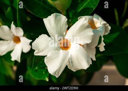 primo piano di un esotico fiore di mandevilla Foto Stock