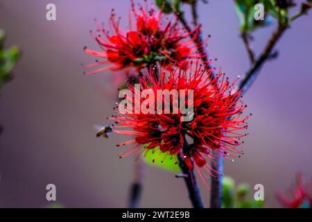 Natal Bottelbrush (Greyia sutherlandii) con un'ape miele in volo Foto Stock