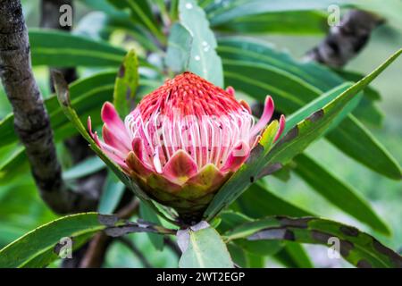 Bellissimo fiore aperto di un comune protea sugarbush Foto Stock