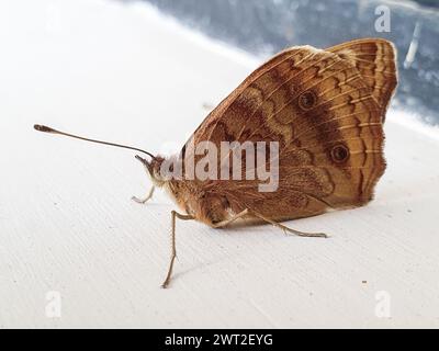 Foto ravvicinata che cattura gli intricati motivi sulle ali di una farfalla marrone arroccata elegantemente Foto Stock