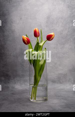 Le tre Sorelle; tre gemme di tulipani rosse e gialle parzialmente aperte in un vaso di vetro Foto Stock