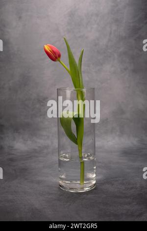 The Dancer: Un singolo bocciolo di tulipani rosso e giallo parzialmente aperto in un vaso di vetro nella posizione di ballerino Foto Stock