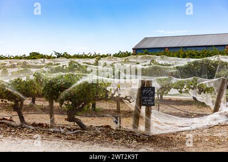 Viti con rete per impedire agli uccelli di mangiare l'uva, vigneto David Franz nella Barossa Valley, Australia meridionale,2024 Foto Stock