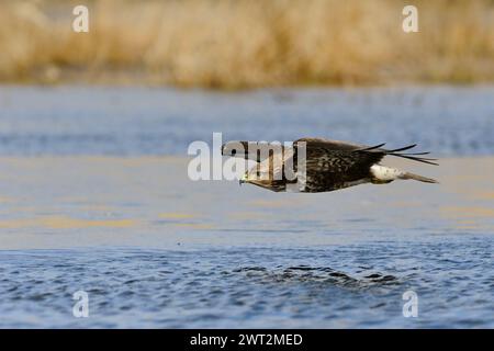 Buzzard comune / Buzzard ( Buteo buteo ) in volo, caccia, caccia, volare vicino sopra la superficie d'acqua di una palude, fauna selvatica, Europa. Foto Stock