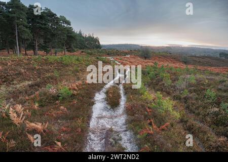 Un percorso stretto tra la densa erica conduce all'orizzonte con l'alba all'orizzonte che illumina nuvole di colore grigio scuro Foto Stock