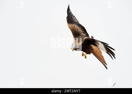 Nach erfolgloser Jagd... Rotmilan Milvus milvus , oder auch Gabelweihe, sehr Schöner heimischer Greifvogel, zählt zu den Weihen, Vogel des Jahres 2000 im Flug, Blick in die Kamera, heimische Vogelwelt, Tierwelt, Natur *** bel rapace... Red Kite Milvus milvus in volo, volare, guardare, colpo molto dettagliato e chiaro, fauna selvatica, Europa Meclemburgo-Vorpommern Deutschland, Europa Foto Stock