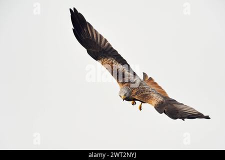 spektakulärer Flieger... Rotmilan Milvus milvus , sicherlich einer der schönsten heimischen Greifvögel, überall bedrohte, gefährdete Art, blickt in die Kamera, heimische Vogelwelt, Tierwelt, Natur **** Red Kite Milvus milvus , il più bel rapace, in volo spettacolare, fauna selvatica, Europa. Meclemburgo-Vorpommern Deutschland, Europa Foto Stock