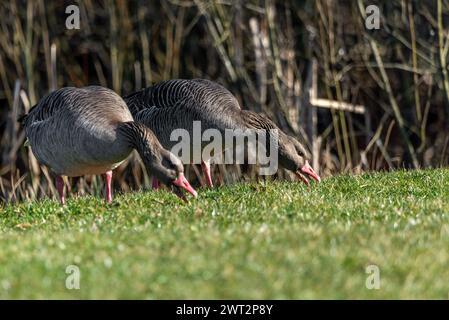 Alimentazione delle oche Greylag, concentrazione selettiva Foto Stock