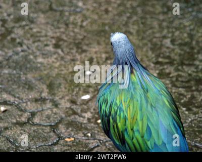 Piume verde e blu di piccione Nicobar. Foto Stock