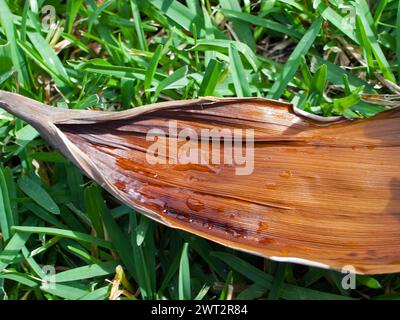 Acqua piovana raccolta su un pezzo di albero caduto. Terreno di allevamento per zanzare e altri parassiti. Foto Stock