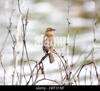 Red winged Blackbird femmina Foto Stock