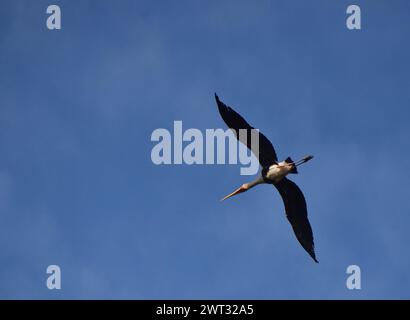 Una cicogna dipinta vola in alto nel cielo limpido durante il giorno Foto Stock