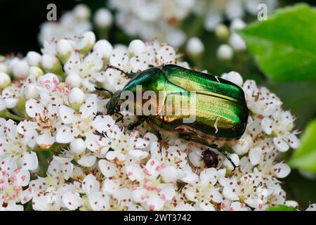 Rosenkäfer, Gemeiner Rosenkäfer, Goldglänzender Rosenkäfer, Goldkäfer, Gold-Rosenkäfer, Goldrosenkäfer, Blütenbesuch, Cetonia aurata, chafer di rose, gre Foto Stock