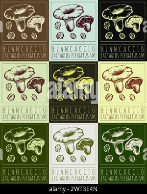 Set di disegni vettoriali BLANCACCIO in vari colori. Illustrazione disegnata a mano. Il nome latino è LACTARIUS PIPERATUS SW Illustrazione Vettoriale