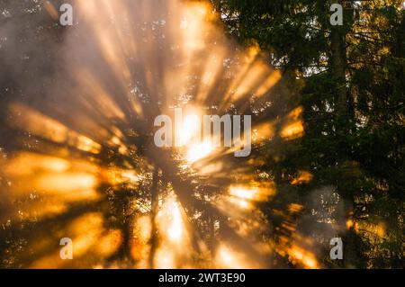 Il sole esplode attraverso la fitta nebbia in una foresta svedese, generando raggi di luce radianti che filtrano tra i tronchi degli alberi. La luce del mattino presto Foto Stock